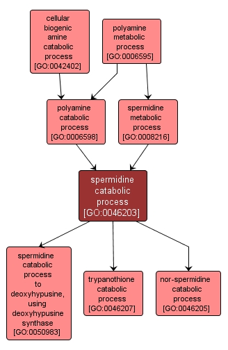 GO:0046203 - spermidine catabolic process (interactive image map)