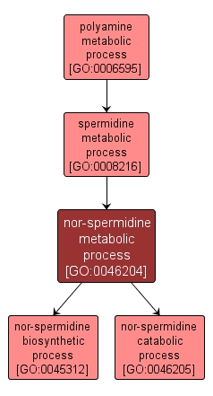GO:0046204 - nor-spermidine metabolic process (interactive image map)