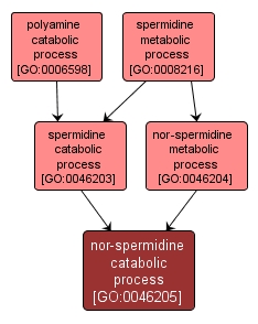 GO:0046205 - nor-spermidine catabolic process (interactive image map)
