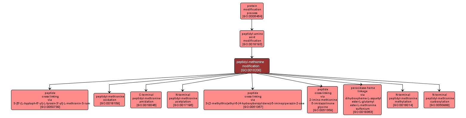 GO:0018206 - peptidyl-methionine modification (interactive image map)