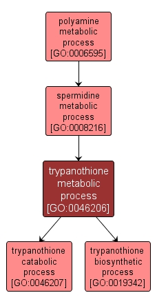 GO:0046206 - trypanothione metabolic process (interactive image map)