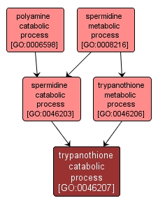 GO:0046207 - trypanothione catabolic process (interactive image map)
