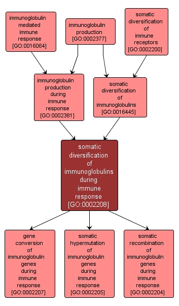 GO:0002208 - somatic diversification of immunoglobulins during immune response (interactive image map)