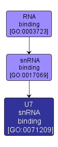GO:0071209 - U7 snRNA binding (interactive image map)