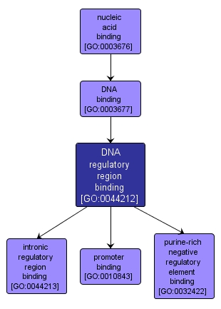 GO:0044212 - DNA regulatory region binding (interactive image map)