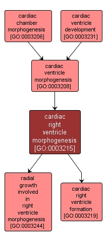 GO:0003215 - cardiac right ventricle morphogenesis (interactive image map)