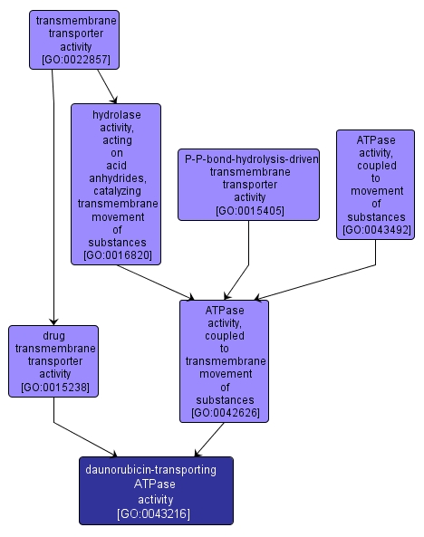 GO:0043216 - daunorubicin-transporting ATPase activity (interactive image map)