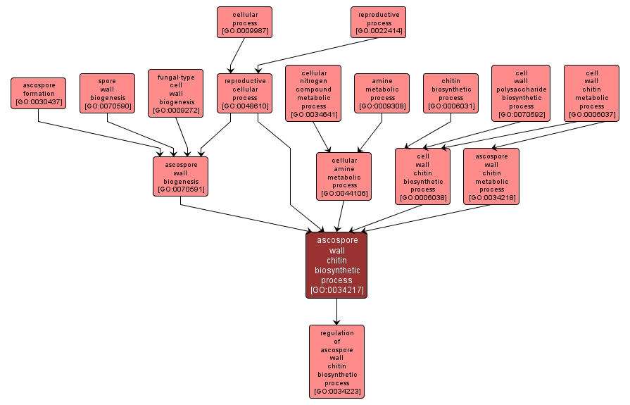 GO:0034217 - ascospore wall chitin biosynthetic process (interactive image map)