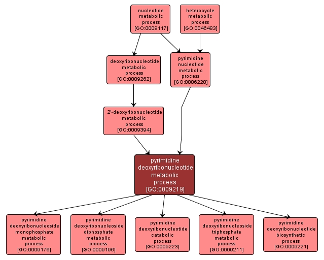 GO:0009219 - pyrimidine deoxyribonucleotide metabolic process (interactive image map)