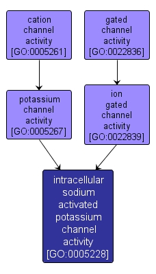 GO:0005228 - intracellular sodium activated potassium channel activity (interactive image map)