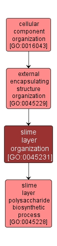 GO:0045231 - slime layer organization (interactive image map)