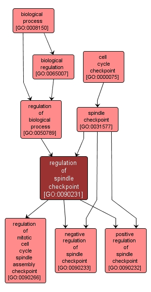 GO:0090231 - regulation of spindle checkpoint (interactive image map)