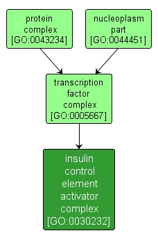 GO:0030232 - insulin control element activator complex (interactive image map)