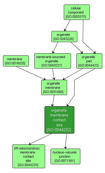 GO:0044232 - organelle membrane contact site (interactive image map)