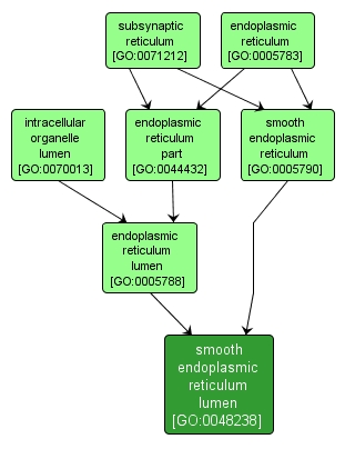 GO:0048238 - smooth endoplasmic reticulum lumen (interactive image map)