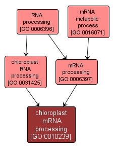 GO:0010239 - chloroplast mRNA processing (interactive image map)