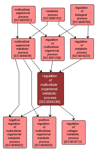 GO:0044246 - regulation of multicellular organismal metabolic process (interactive image map)