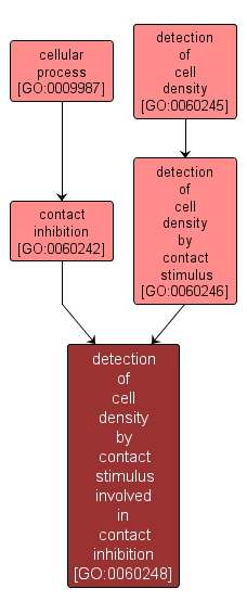 GO:0060248 - detection of cell density by contact stimulus involved in contact inhibition (interactive image map)