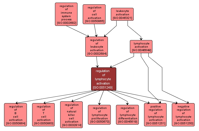 GO:0051249 - regulation of lymphocyte activation (interactive image map)