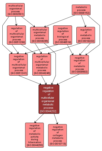GO:0044252 - negative regulation of multicellular organismal metabolic process (interactive image map)