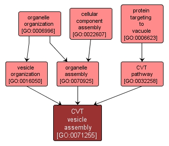 GO:0071255 - CVT vesicle assembly (interactive image map)