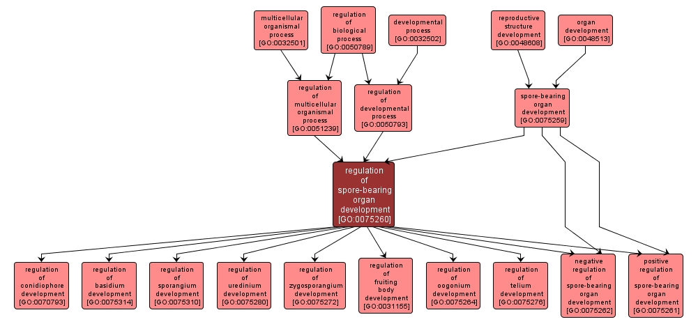 GO:0075260 - regulation of spore-bearing organ development (interactive image map)