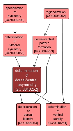 GO:0048262 - determination of dorsal/ventral asymmetry (interactive image map)