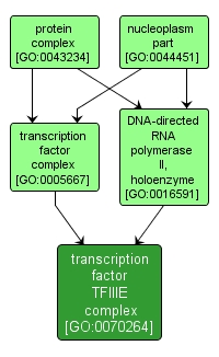 GO:0070264 - transcription factor TFIIIE complex (interactive image map)