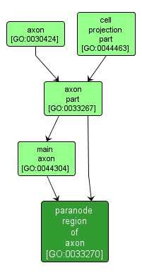 GO:0033270 - paranode region of axon (interactive image map)