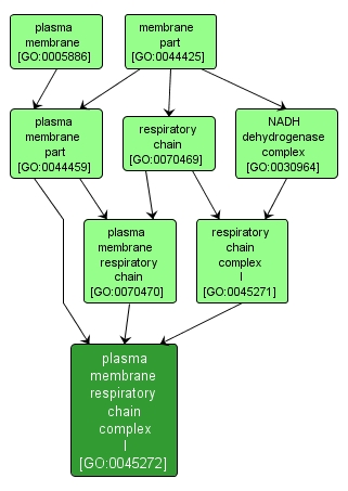 GO:0045272 - plasma membrane respiratory chain complex I (interactive image map)