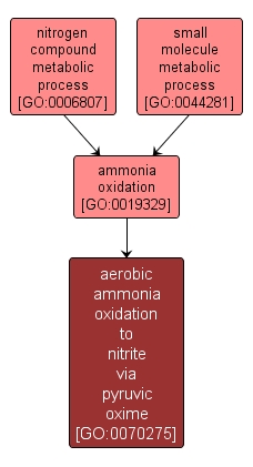GO:0070275 - aerobic ammonia oxidation to nitrite via pyruvic oxime (interactive image map)