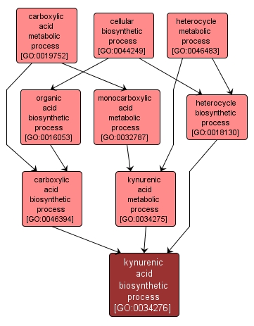 GO:0034276 - kynurenic acid biosynthetic process (interactive image map)
