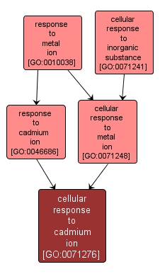 GO:0071276 - cellular response to cadmium ion (interactive image map)