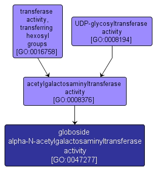 GO:0047277 - globoside alpha-N-acetylgalactosaminyltransferase activity (interactive image map)