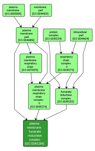 GO:0045284 - plasma membrane fumarate reductase complex (interactive image map)