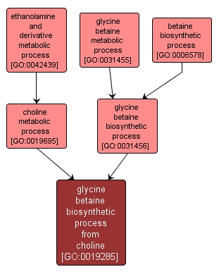 GO:0019285 - glycine betaine biosynthetic process from choline (interactive image map)