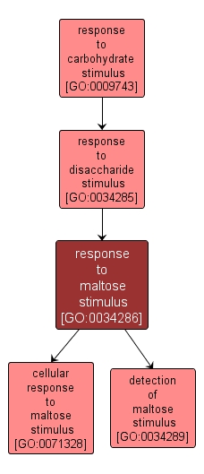 GO:0034286 - response to maltose stimulus (interactive image map)