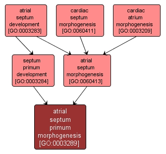 GO:0003289 - atrial septum primum morphogenesis (interactive image map)