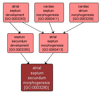 GO:0003290 - atrial septum secundum morphogenesis (interactive image map)