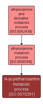 GO:0070291 - N-acylethanolamine metabolic process (interactive image map)