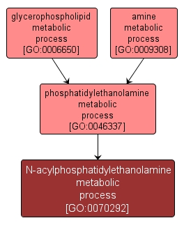 GO:0070292 - N-acylphosphatidylethanolamine metabolic process (interactive image map)