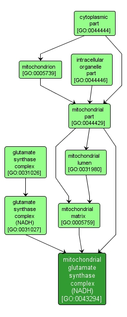 GO:0043294 - mitochondrial glutamate synthase complex (NADH) (interactive image map)