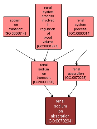 GO:0070294 - renal sodium ion absorption (interactive image map)