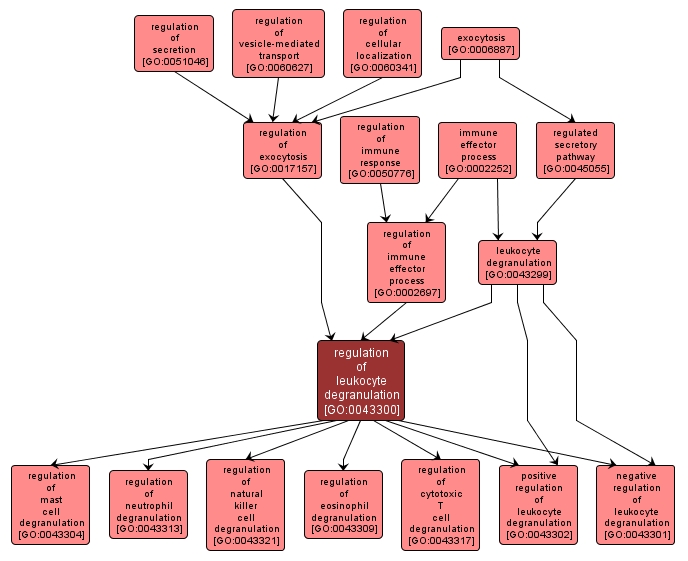 GO:0043300 - regulation of leukocyte degranulation (interactive image map)