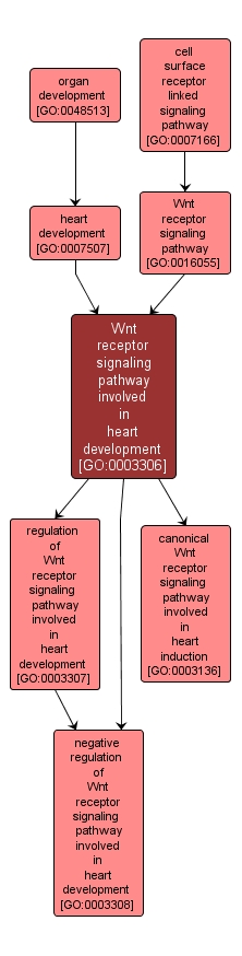 GO:0003306 - Wnt receptor signaling pathway involved in heart development (interactive image map)