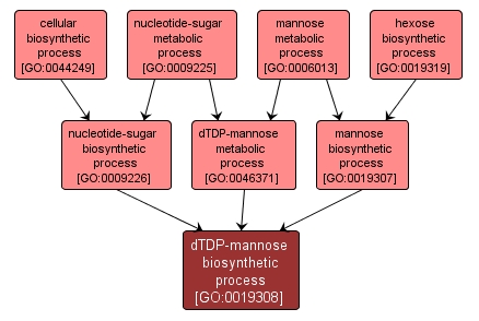 GO:0019308 - dTDP-mannose biosynthetic process (interactive image map)
