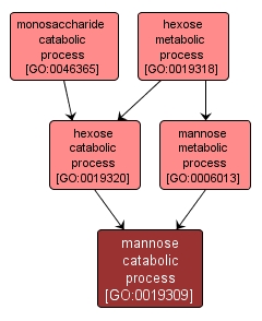 GO:0019309 - mannose catabolic process (interactive image map)