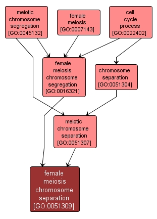 GO:0051309 - female meiosis chromosome separation (interactive image map)