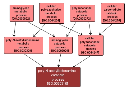 GO:0030310 - poly-N-acetyllactosamine catabolic process (interactive image map)