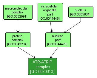 GO:0070310 - ATR-ATRIP complex (interactive image map)